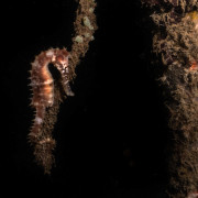 Pygmy Sea Horse, Night Dive in Pemuteran Bay thumbnail