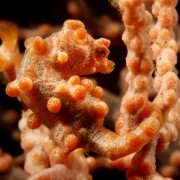 Pygmy Sea Horse in Sera Secret in Bali thumbnail