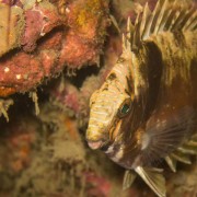 Rabbitfish thumbnail