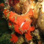 Red Frogfish in Amed, Bali thumbnail