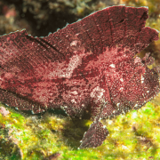 Red Leaf Scorpionfish in Tulamben, Bali thumbnail