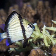 Reticulated-Dameselfish thumbnail