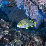 Ribbon-sweetlips thumbnail
