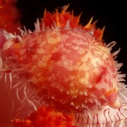Ridged-Egg-Cowrie thumbnail