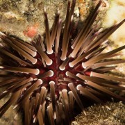 Rock-Boring-Urchin thumbnail