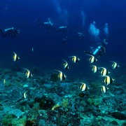 School of Bannerfish in Toyapakeh, Nusa Lembongan thumbnail