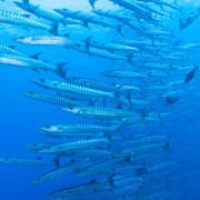 School of Barracuda in Kubu Monkey, Tulamben, Bali thumbnail