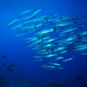 School of Barracudas in Sampalan, Nusa Penida thumbnail