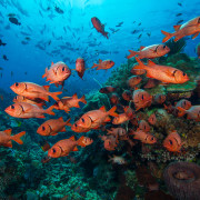 School of Blotcheye Soliderfish in Bunutan, Bali thumbnail