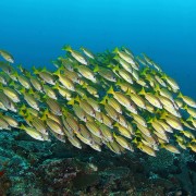 School of Bluestripe Snappers in Amed, Bali thumbnail