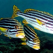 School of Indian Ocean Oriental Sweetlips in Jemeluk Bay, Amed, Bali thumbnail