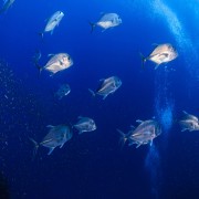 School of Lookdown in Gili Selang Bay, Amed, Bali thumbnail