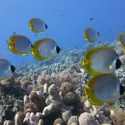 School-of-Philippine-butterflyfish thumbnail