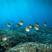 School of Philippine Butterflyfish in SD, Nusa Lembongan thumbnail