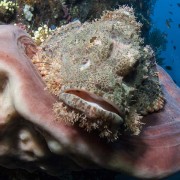 Scorpionfish thumbnail