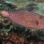 Scrawled-filefish thumbnail