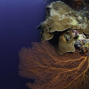 Sea Fan and coral in POS 2, Menjangan thumbnail