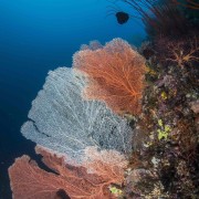 Sea Fans in Menjangan thumbnail