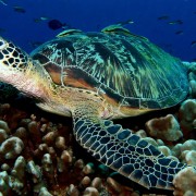 Sea Turte in Bat Cave dive site, Menjangan Marine Park thumbnail