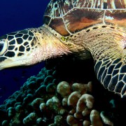 Sea Turtle Close up in Karang Sari, Nusa Penida thumbnail