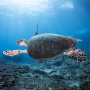 Sea Turtle in Lipah Bay, Amed, Bali thumbnail
