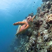 Sea Turtle in POS 2, Menjangan Marine Park thumbnail