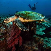 Sea Turtle in SD, Nusa Lembongan thumbnail