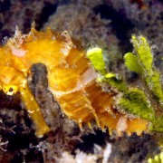 Seahorse-at-Pemuteran-Jetty thumbnail
