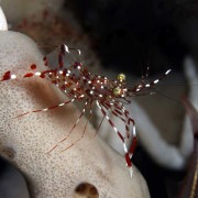 Secret-Bay-Macro thumbnail