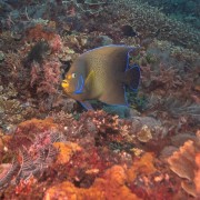Semicircle Angelfish in SD, Nusa Lembongan thumbnail