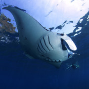 Snorkeling with Manta Rays in Nusa Penida thumbnail