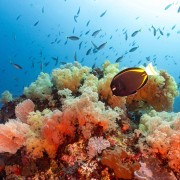 Soft coral in Nusa Lembongan thumbnail