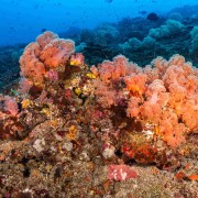 Soft corals in Bali Manta Point, Nusa Lembongan thumbnail