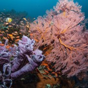 Soft Corals in Deep Blue, Amed, Bali thumbnail