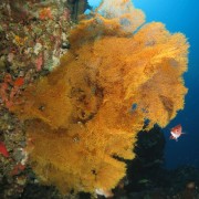 Soft Corals in Jemeluk Bay, Amed, Bali thumbnail