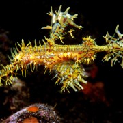 Solenostomus Paradoxus in Ghost Bay, Amed, Bali thumbnail