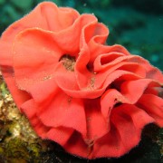 Spanish-Dancer-Eggs-on-the-Liberty-wreck thumbnail