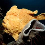 Spotfin Frogfish in POS 2, Menjangan Marine Park thumbnail