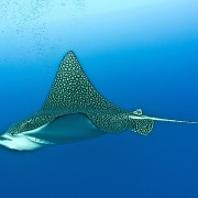 Spotted Eagle Ray in Eels Garden, Menjangan Marine Park thumbnail