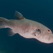 Star-Puffer-fish thumbnail