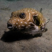 Starts-&-Stripes-Puffer-Fish thumbnail