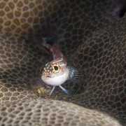 striped-triplefin thumbnail