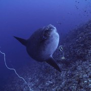 Sunfish thumbnail