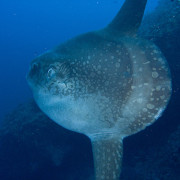 Sunfish in Nusa Lembongan, Bali thumbnail