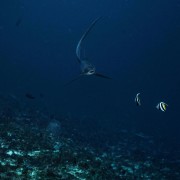 Thresher Shark in Pura PED, Nusa Lembongan thumbnail