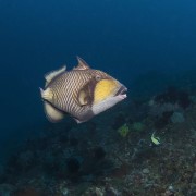Titan Triggerfish in Mangrove, Nusa Lembongan thumbnail