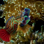 Two Mandarin Fishes in Anemone, Menjangan Marine Park, Bali thumbnail