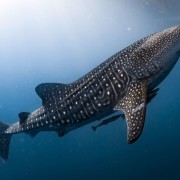 Whale Shark in Tulamben, Bali thumbnail