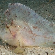 White-Leaf-Scorpionfish thumbnail