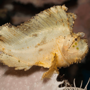 White Leaf Scorpionfish thumbnail